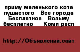 приму маленького кота пушистого - Все города Бесплатное » Возьму бесплатно   . Коми респ.